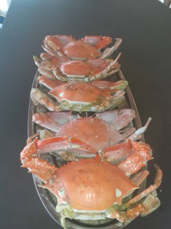 Crabes.jpg