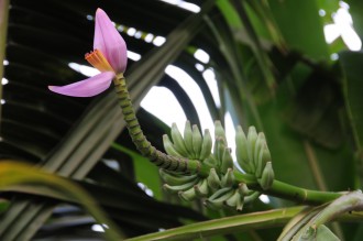 Fleur_de_bananier_7602.JPG