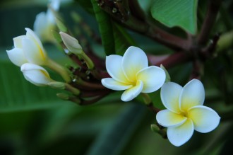 Frangipanier_blanc_7621.JPG
