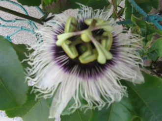 Passiflore_012.jpg